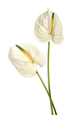 Beyaz arkaplanda güzel anthurium çiçekleri