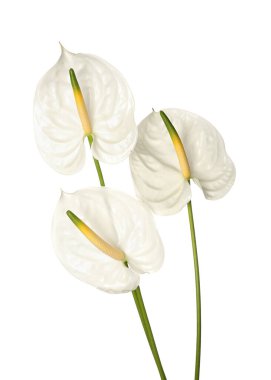 Beyaz arkaplanda güzel anthurium çiçekleri