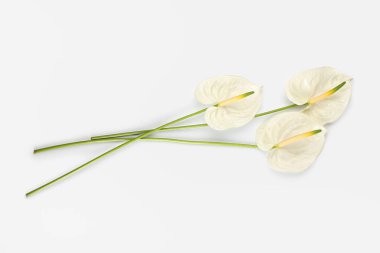 Beyaz arkaplanda güzel anthurium çiçekleri