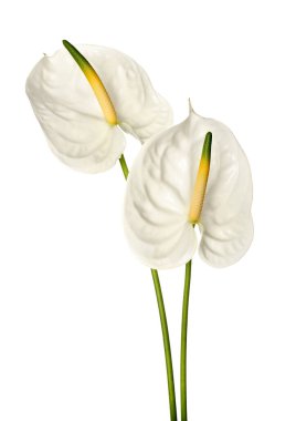 Beyaz arkaplanda güzel anthurium çiçekleri