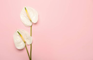 Pembe arka planda güzel anthurium çiçekleri