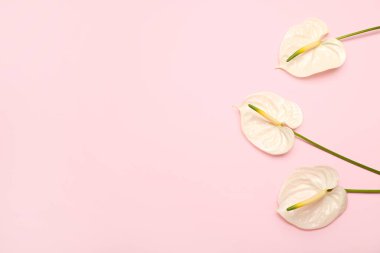 Pembe arka planda güzel anthurium çiçekleri