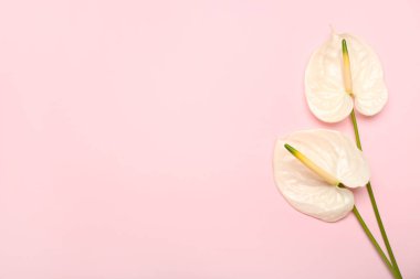 Pembe arka planda güzel anthurium çiçekleri