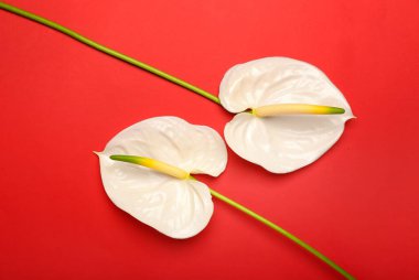 Kırmızı arkaplanda güzel anthurium çiçekleri