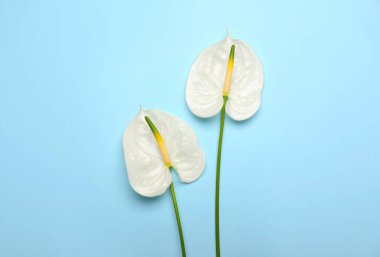 Mavi arka planda güzel anthurium çiçekleri