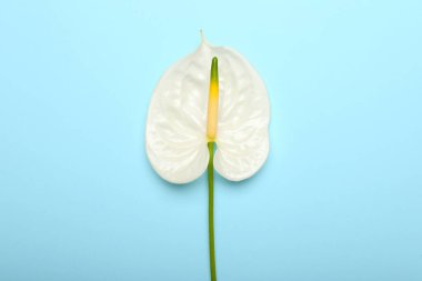 Mavi arkaplanda güzel bir anthurium çiçeği