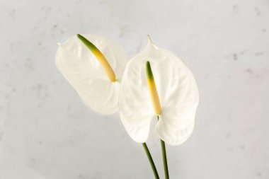 Işık arkaplan üzerinde güzel anthurium çiçekleri