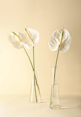 Renkli arkaplanda güzel anthurium çiçekleri olan cam vazolar.