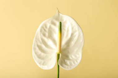 Renkli arkaplanda güzel bir anthurium çiçeği, yakın plan