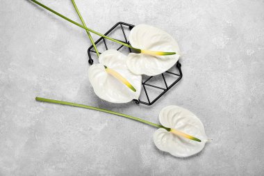 Işık arka planında güzel anthurium çiçekleri olan şebeke