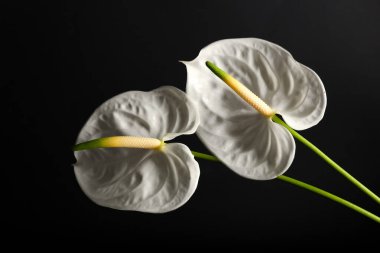 Beautiful anthurium flowers on black background
