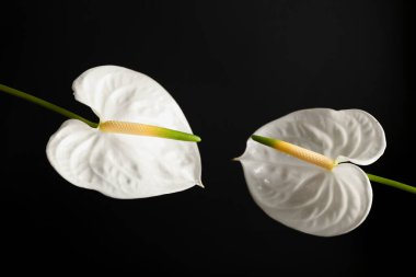 Beautiful anthurium flowers on black background