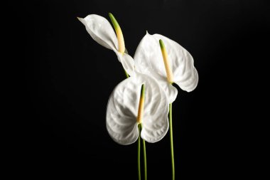 Siyah arkaplanda güzel anthurium çiçekleri