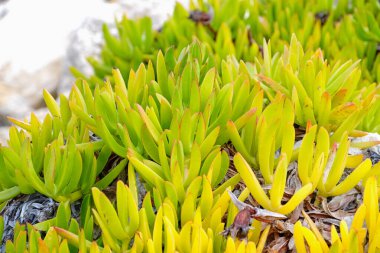 Taze tropik sulu bitki, yakın plan.