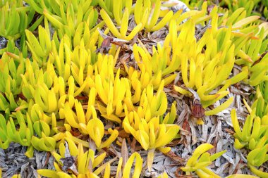 Taze tropik sulu bitki, yakın plan.