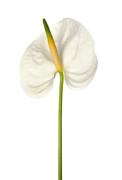 Прекрасна Квітка Антуріуму Білому Тлі — стокове фото