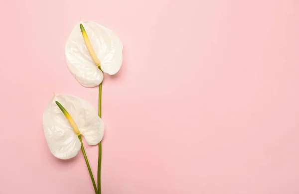 Beautiful Anthurium Flowers Pink Background — стоковое фото