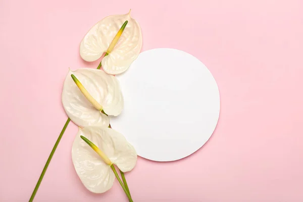 Beautiful Anthurium Flowers Blank Card Pink Background — Stock Photo, Image