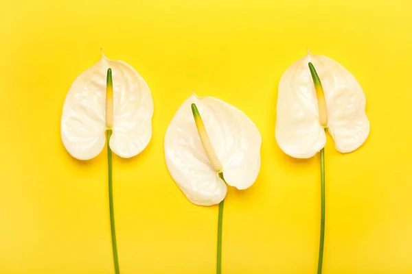 Gyönyörű Anthurium Virágok Sárga Háttér — Stock Fotó