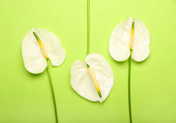 Beautiful Anthurium Flowers Color Background — Stock Photo, Image