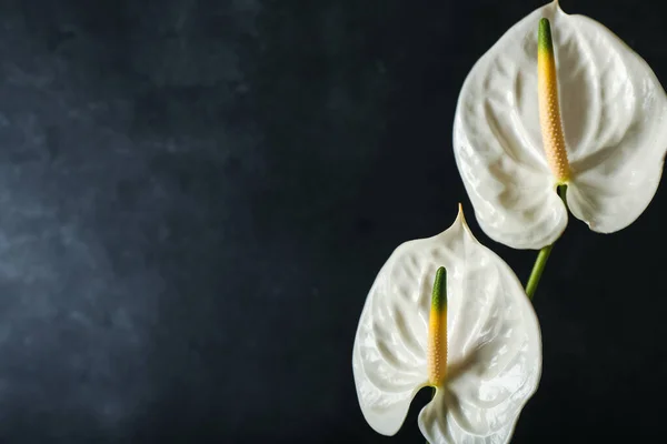 Beautiful Anthurium Flowers Dark Background — Fotografia de Stock