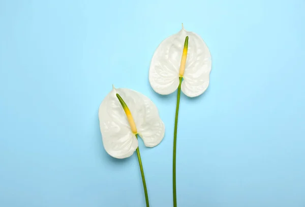 Beautiful Anthurium Flowers Blue Background — Stok fotoğraf