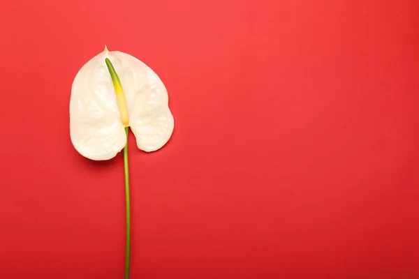 Beautiful Anthurium Flower Red Background — Stock Photo, Image