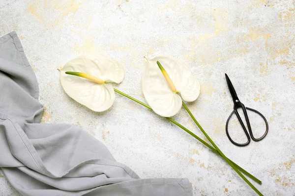 Beautiful Anthurium Flowers Scissors Light Background — Stock Photo, Image