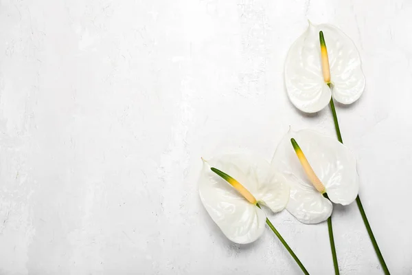 Beautiful Anthurium Flowers Light Background — Stock Photo, Image