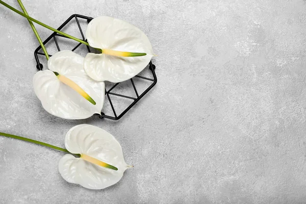 Işık arka planında güzel anthurium çiçekleri olan şebeke