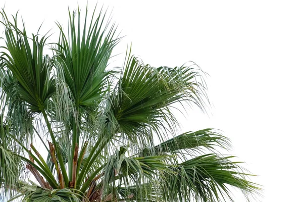 Palmera Tropical Verde Grande Aire Libre — Foto de Stock