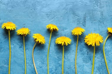 Mavi zemin üzerine sarı karahindiba