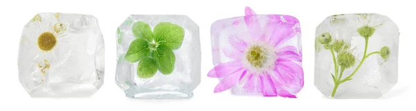 白い背景の氷のキューブの冷凍花 — ストック写真