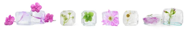 Frozen Flowers Ice Cubes White Background — Stock Photo, Image