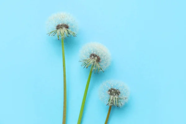 Beautiful Dandelions Blue Background — Stock Photo, Image