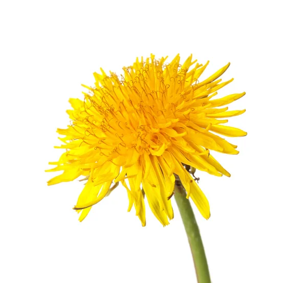 Yellow Dandelion White Background Closeup — Stockfoto