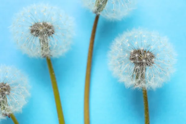 Beautiful Dandelions Blue Background Closeup — Stok fotoğraf