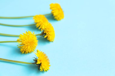 Mavi arkaplanda sarı karahindibalar, yakın plan.