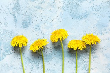 Grunge arka planında sarı karahindibalar