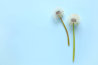 Mavi arka planda güzel karahindibalar