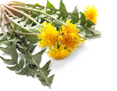 Beyaz arka planda yaprakları olan sarı karahindibalar.