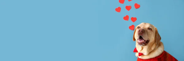 Cute Labrador Dog Paper Hearts Blue Background Space Text Valentine — Stock fotografie