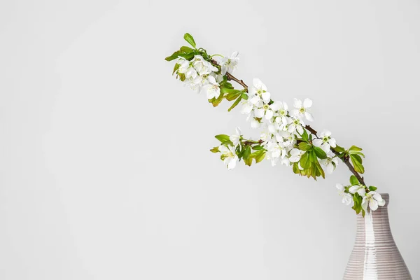 Vase Blooming Tree Branch Light Wall Closeup — стоковое фото