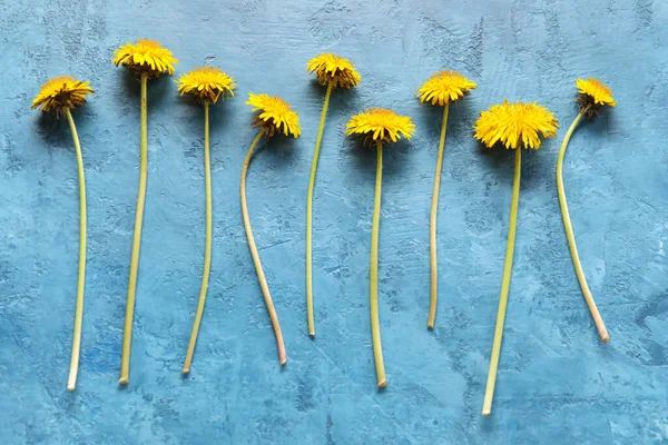 Yellow Dandelions Blue Background — Stock Photo, Image