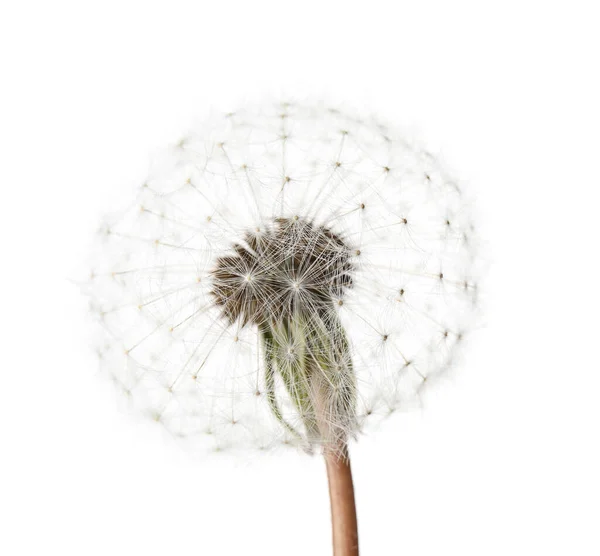 Beautiful Dandelion White Background Closeup — ストック写真