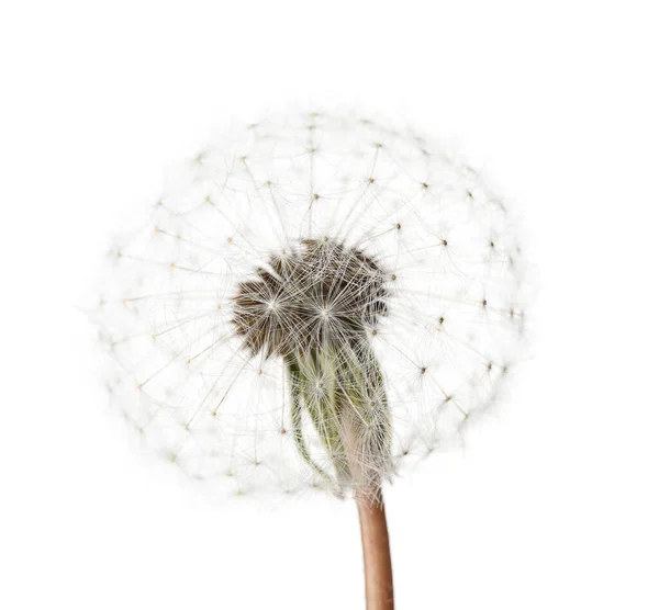 Hermoso Diente León Sobre Fondo Blanco Primer Plano — Foto de Stock