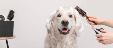 Groomer, arka planda peruklu şirin bir köpeğe bakıyor.