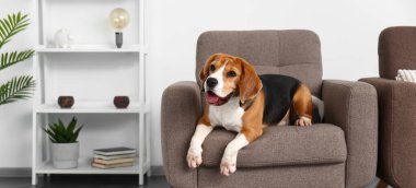 Sevimli Beagle köpeği evdeki koltukta yatıyor.