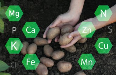 Kadın çiftçi tarlada patates topluyor.