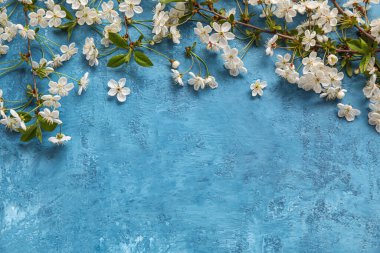 Mavi arkaplanda açan bahar dalları